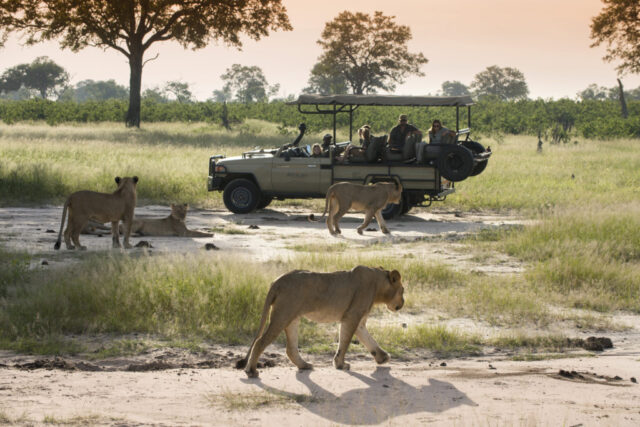 Botswana Voted Best Safari Country 2024