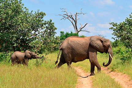 elephants elephants