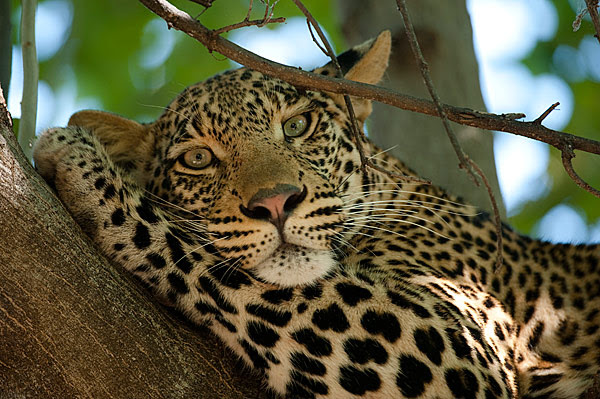 Botswana’s Conservation Model Pays Off: Voted Africa’s Best Safari Country 2025
