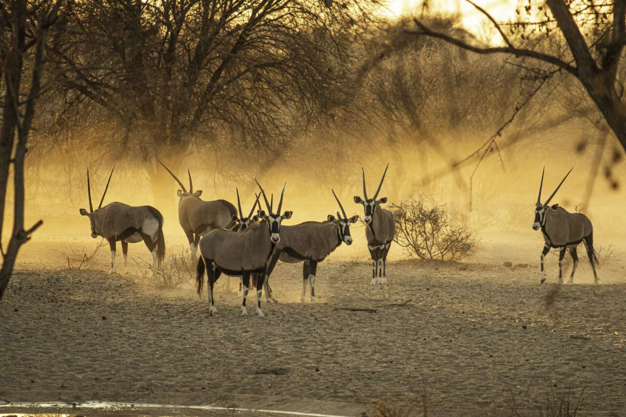 Bush Ways safari, Botswana