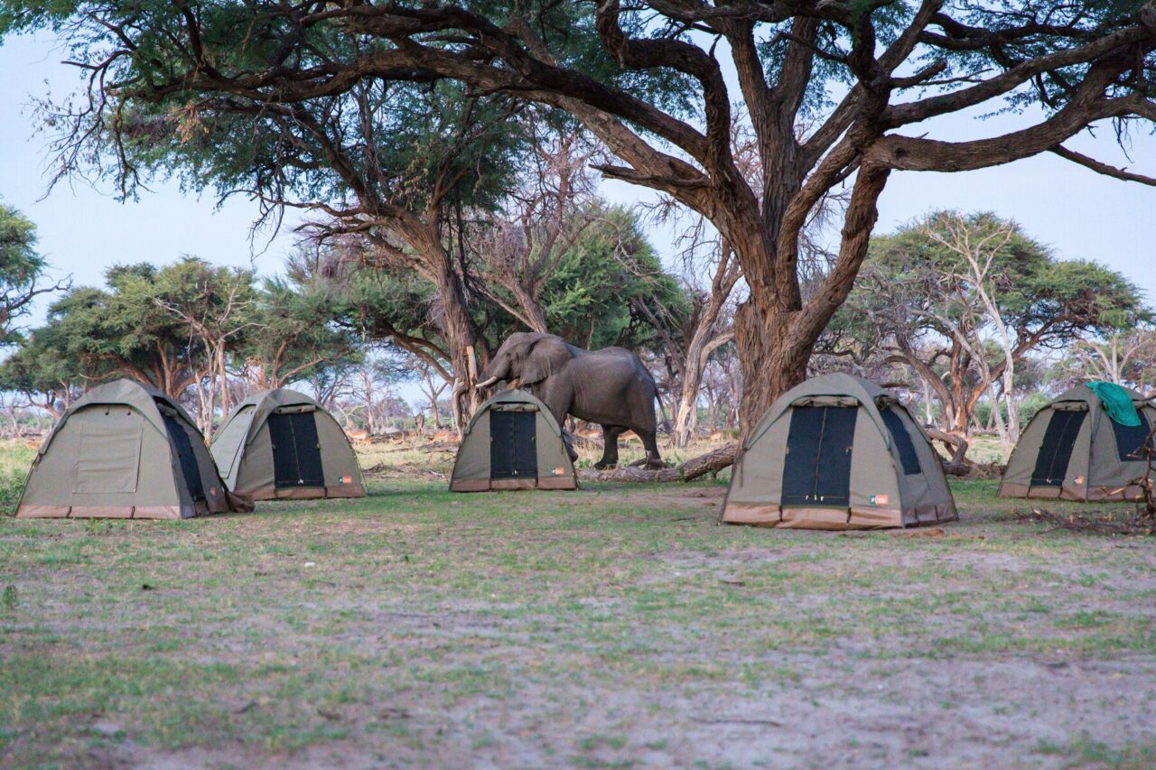 Bush Ways safari, Botswana