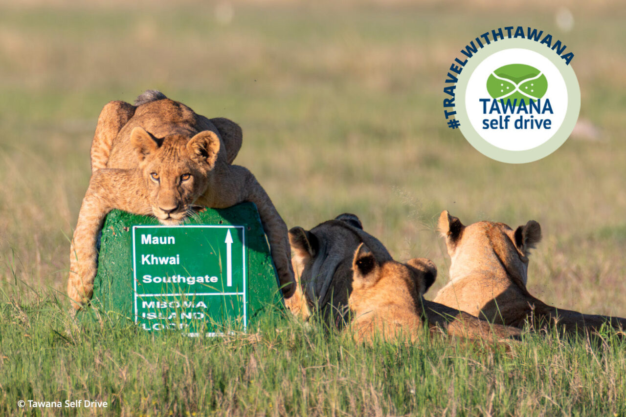 Tawana Self Drive – lions at a Khwai road sign